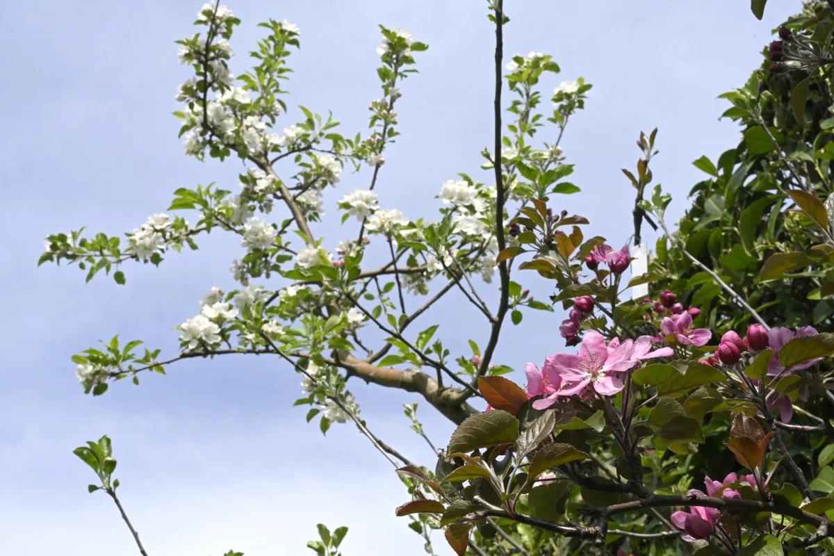 Ein Apfelbaum trägt Äste verschiedener Sorten.